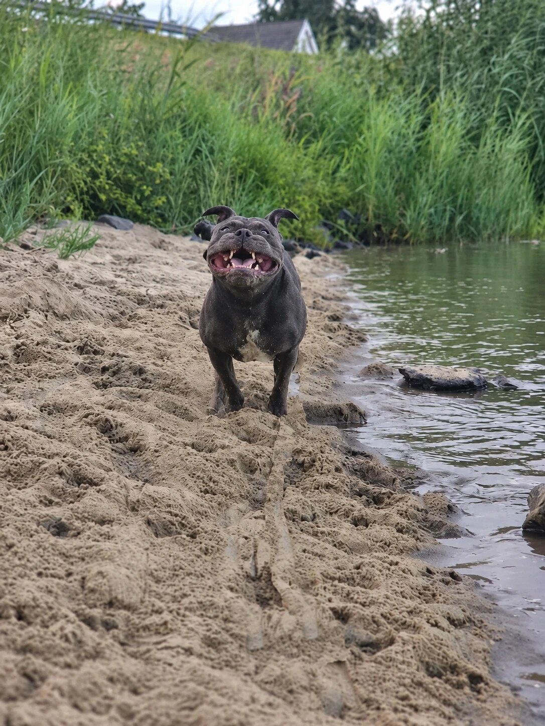 Blije hond rent over het strand